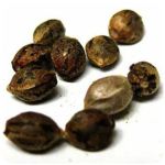 Семена марихуаны АК-47  (Seeds AK-47) в Балахне 